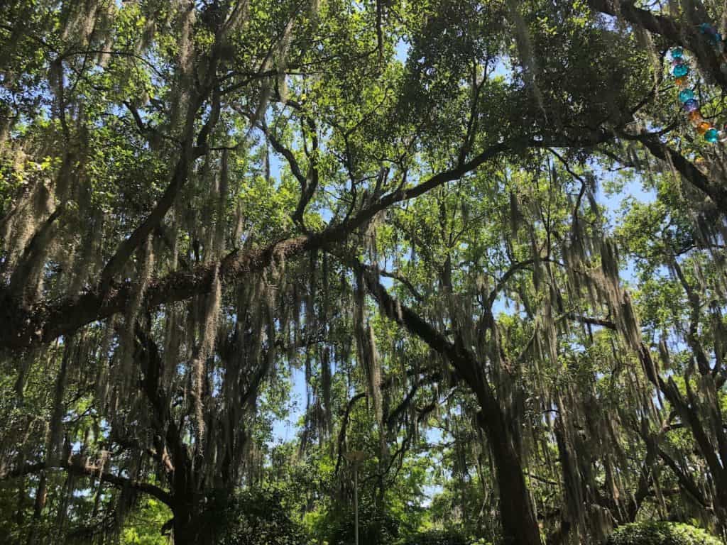mature-oak-trees-city-park-new-orleans-louisiana-free-things-to-do-new-orleans
