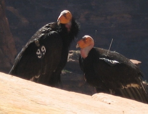 Two california condors on red rocks in zion national park
