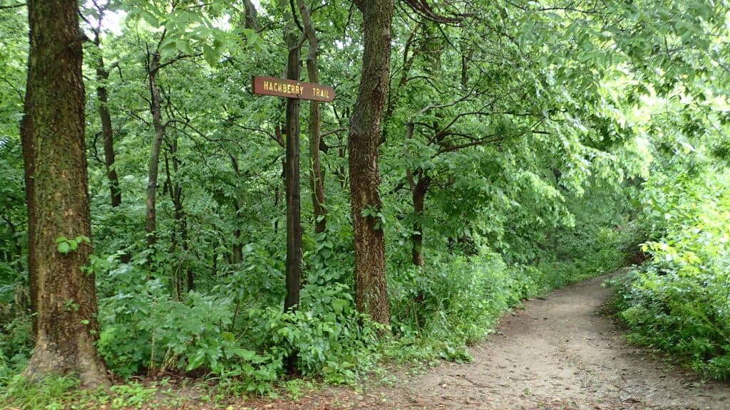 lush-green-trees-on-dirt-trail-with-sign-pointing-in-trails-direction-fontenelle-forest