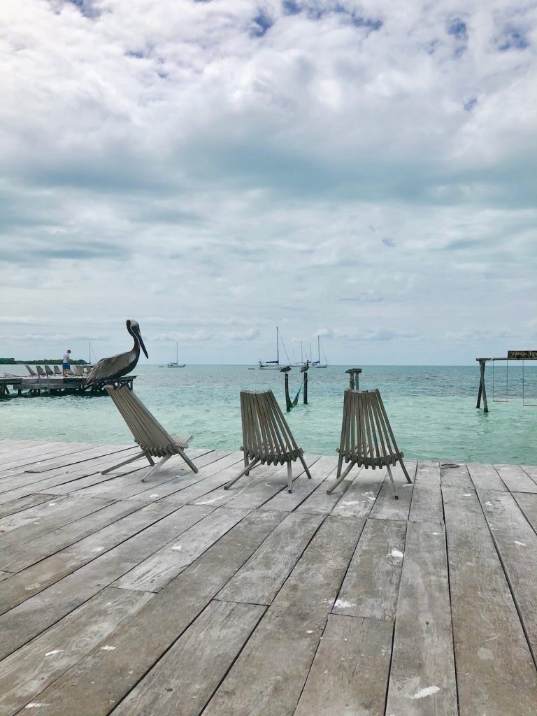 pelican-on-wooden-beach-deck-overlooking-caribbean-sea-belize-7-day-itinerary