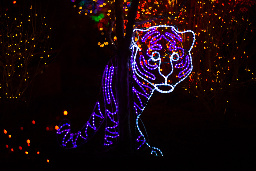 christmas-lights-tiger-denver-zoo-lights