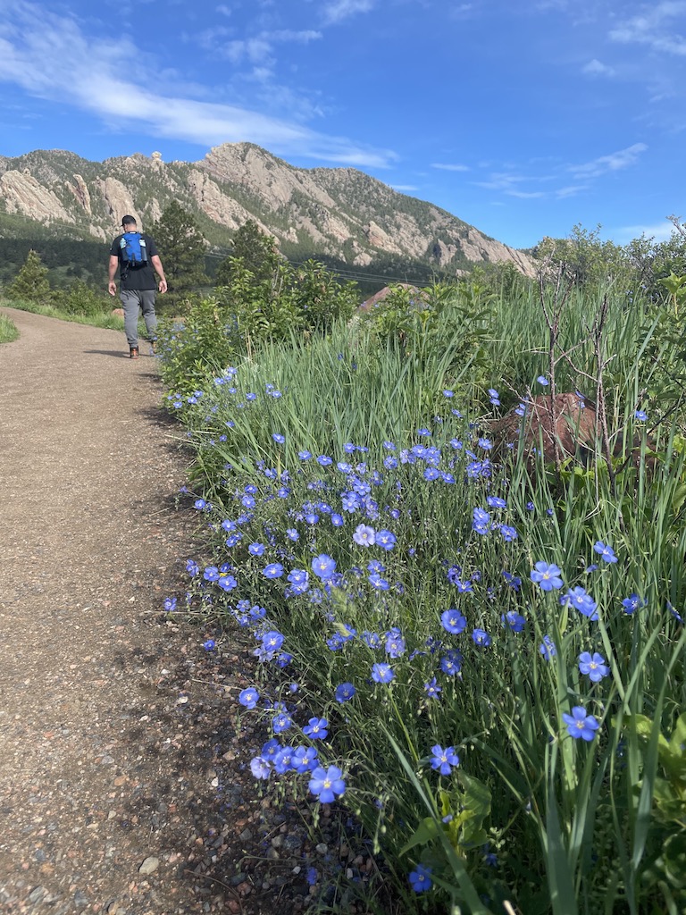 Blue and purple wildflowers with hiker on hiking trail with Boulder flat irons in background - hiking Colorado things to do in Boulder. South Mesa hiking Trail, Flatirons, Eldorado Springs, Colorado, near Denver and Boulder.