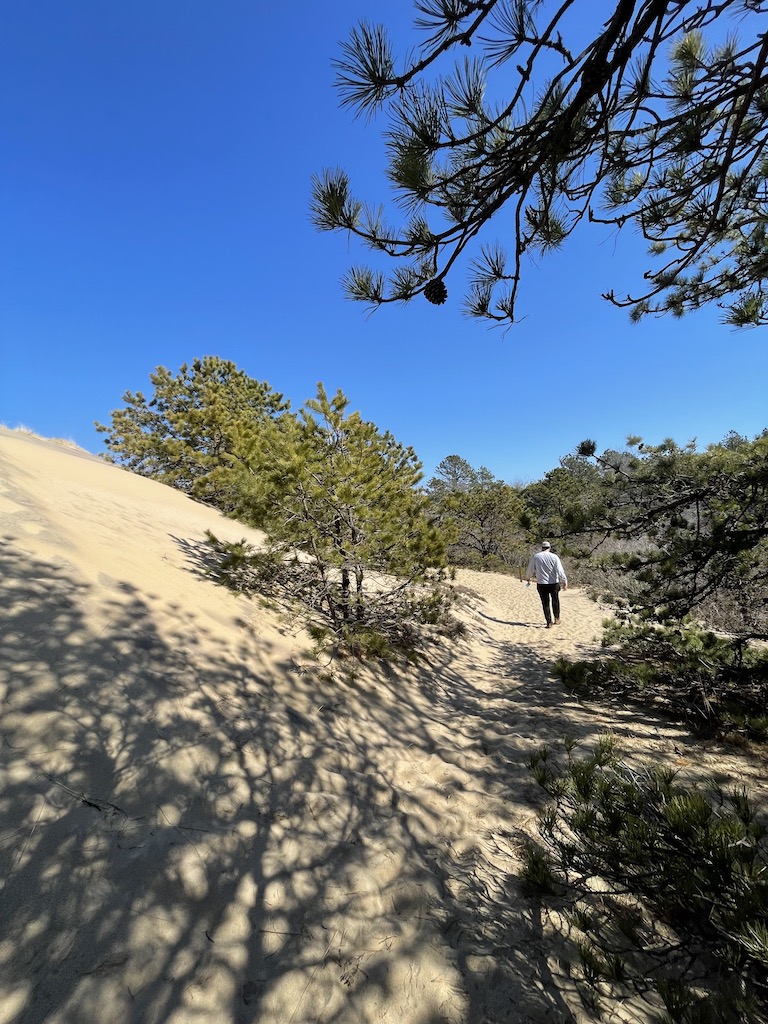 Man walking along sand dune path, san dunes have covered up green pine trees on cloudless sunny day during spring. Walking Dunes hike, Hither Hills State Park, Montauk, New York, The Hamptons.