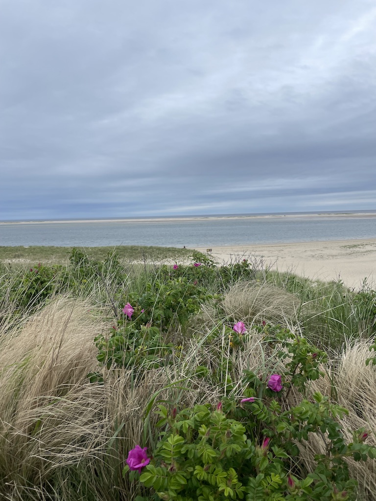 Blooming pink beach roses in green shrubs surrounded by American beach grass with sandy shoreline and Atlantic Ocean in background on grey summer day. Coast Guard Beach, Chatham, Massachusetts, Cape Cod.