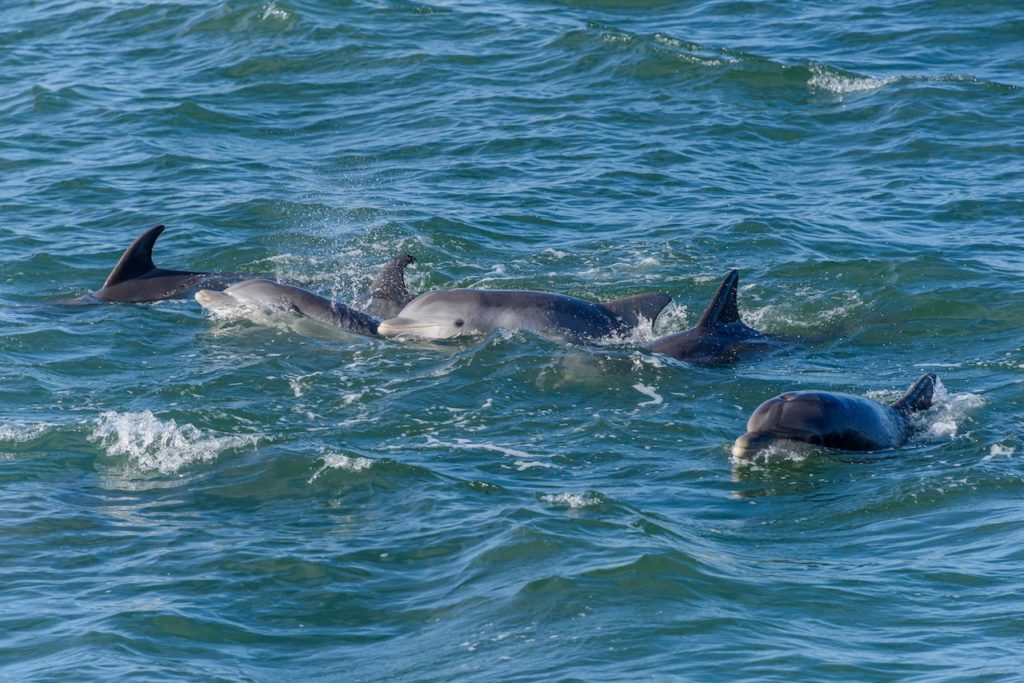 Group of dolphins breaking the surface of water.