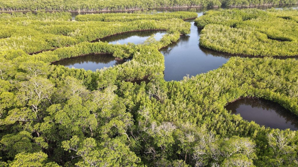 expansive swampland and mangroves in Big Cypress Preserve/ Everglades National Park near Miami, Florida