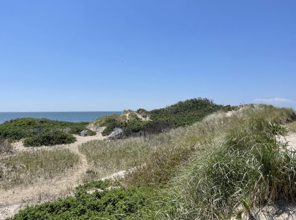 White sand dunes covered in american beach grass, and low shrubs with Atlantic Ocean in distance on cloudless spring day. Napatree Point Conservation Area, Watch Hill, Rhode Island.