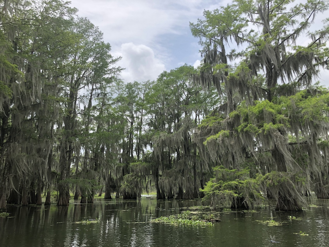cypress trees spanish moss swamp tour bayou lake martin layafette new orleans Louisiana