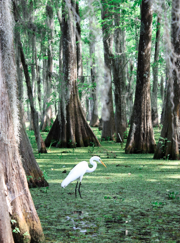 egret swamp bayou cypress trees new orleans louisiana