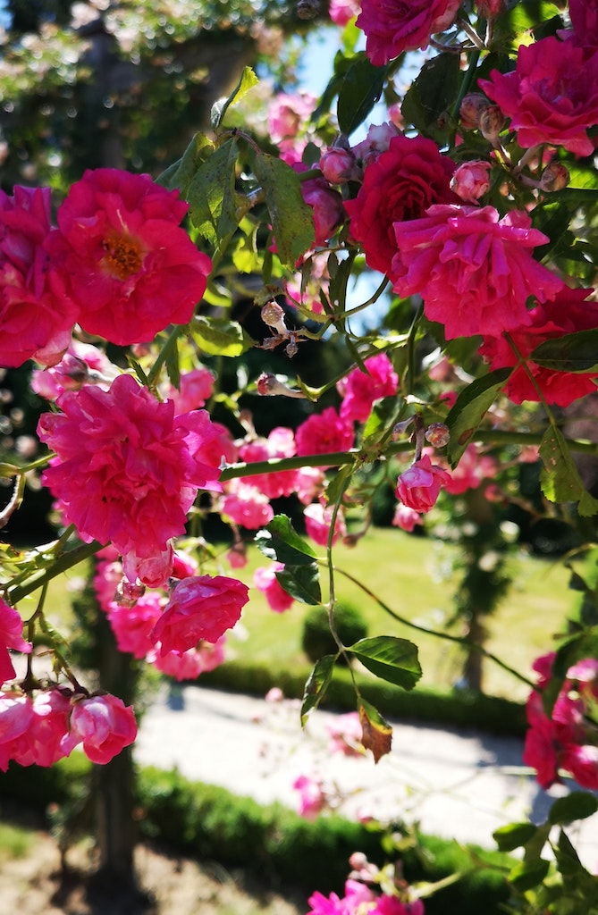 omaha rose garden flowers