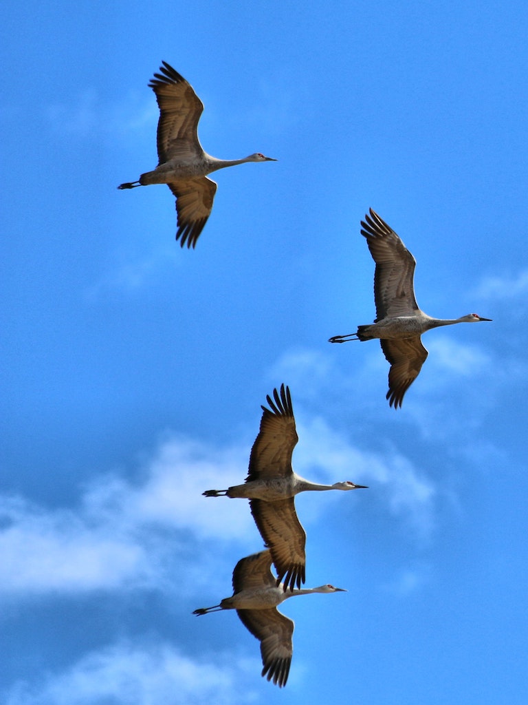 sandcranes migration nebraska