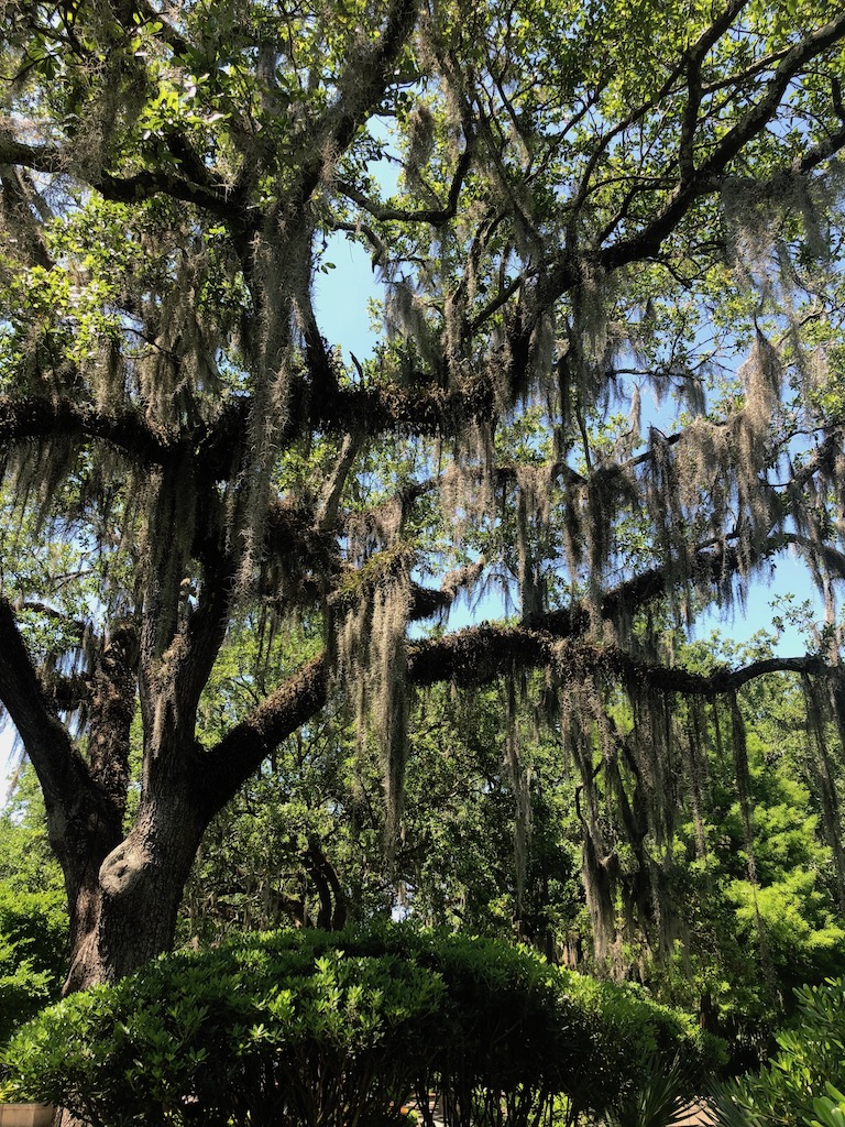 Mature live oak tree covered in spanish moss on sunny day. New Orleans, Louisiana.