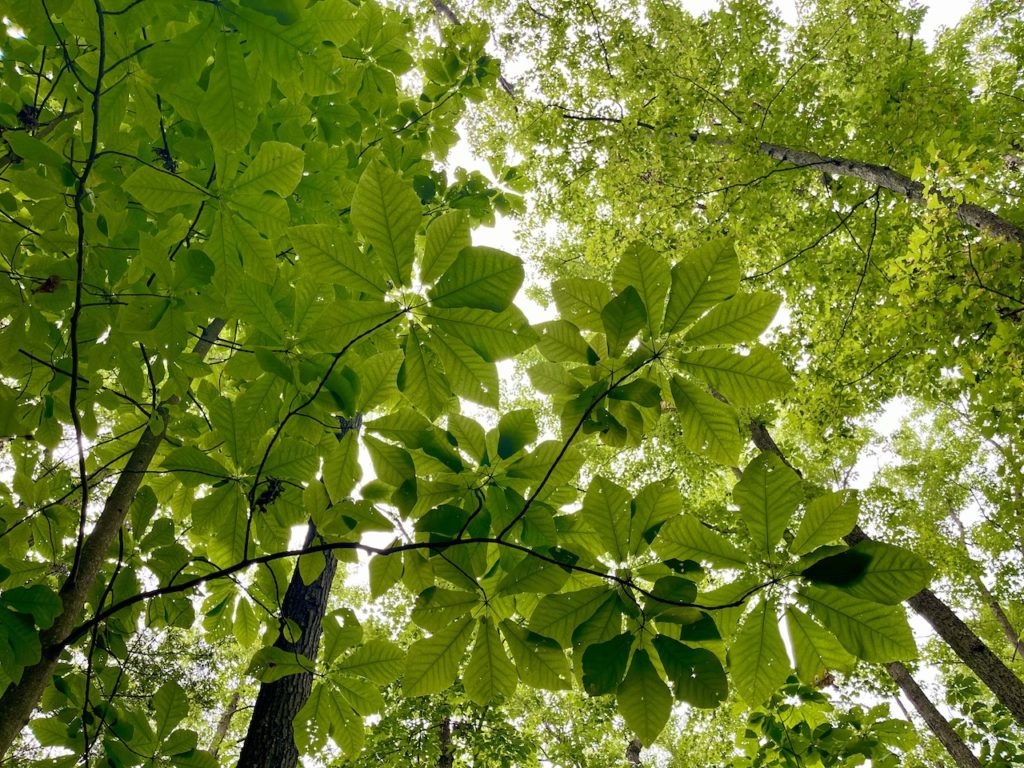 Close up photo of bright green leaves. New River Gorge National Park, West Virginia.