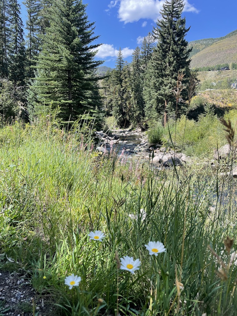 wildflowers gorge creek mountains summer vail colorado