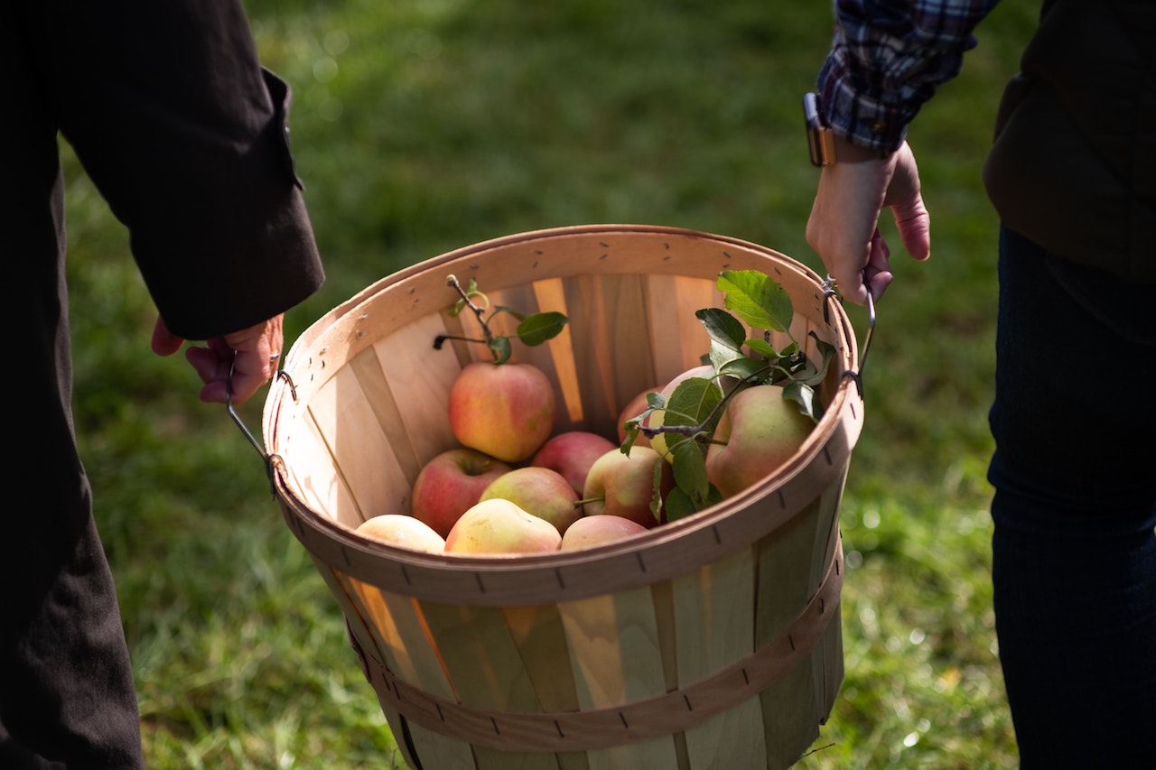 Kids holding basket of freshly picked apples at an apple orchard. Upstate, New York - Upstate New York in fall