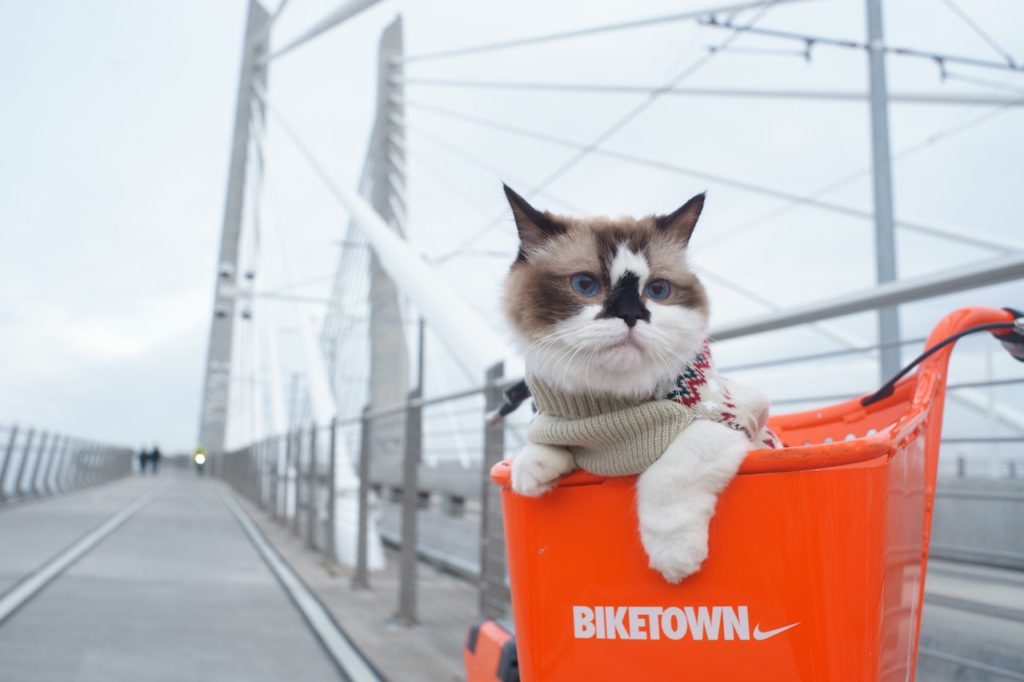 White and brown cat sitting in bright orange bike basket reading "biketown" with Nike logo. Bike is on pedestrian path on bridge crossing the Willamette River on a grey, cloudy day in downtown Portland, Oregon.