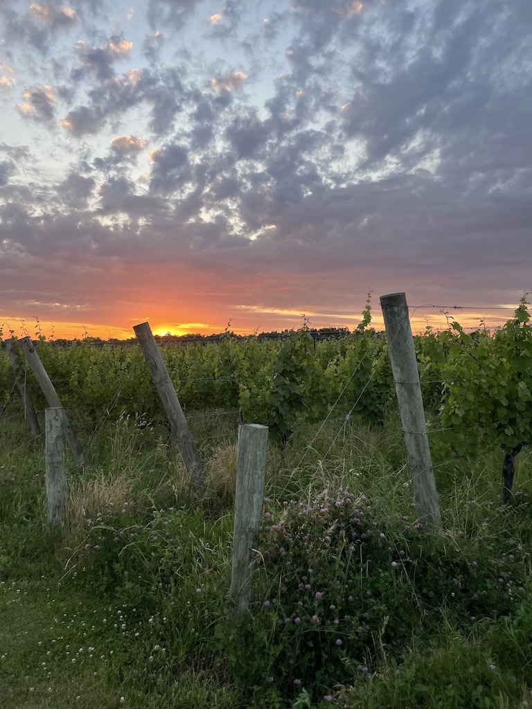 Sunset over vineyard full of grapes. Finger Lakes, Upstate, New York.