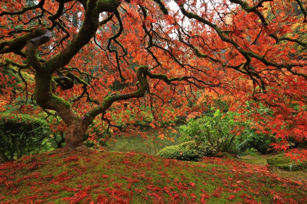 japanese maple tree with red leaves surrounded by green grass and bushes at the Portland Japanese Gardens in Washington Park. Downtown Portland, Oregon. Weekend in Portland, Oregon.