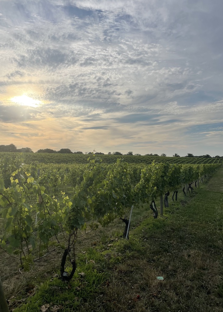 wolffer estate vineyard grapevines sunset new york the hamptons