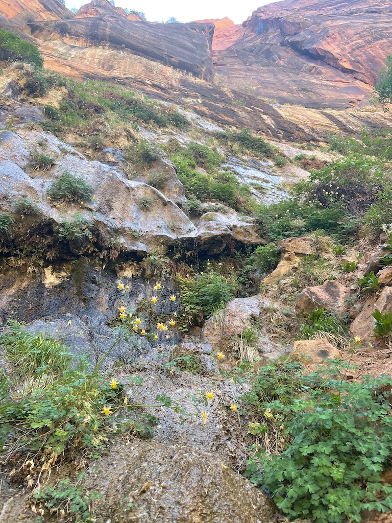 zion national park hanging gardens riverside walk hike utah