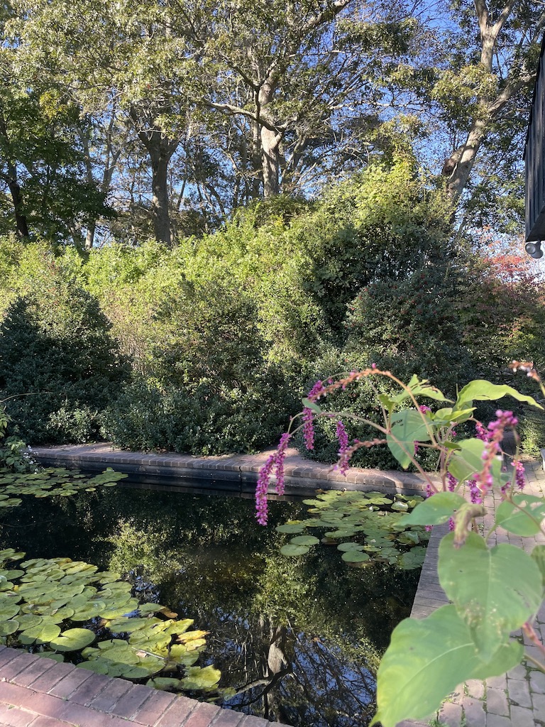 Lush green plants and pond with lily pads. Bridge Gardens, Bridgehampton, New York, The Hamptons.