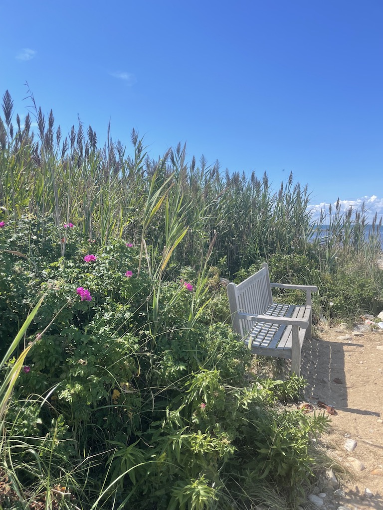 Bench looking out at Atlantic Ocean with lush greenery behind it. Montauk Point State Park, Montauk, New York, The Hamptons.