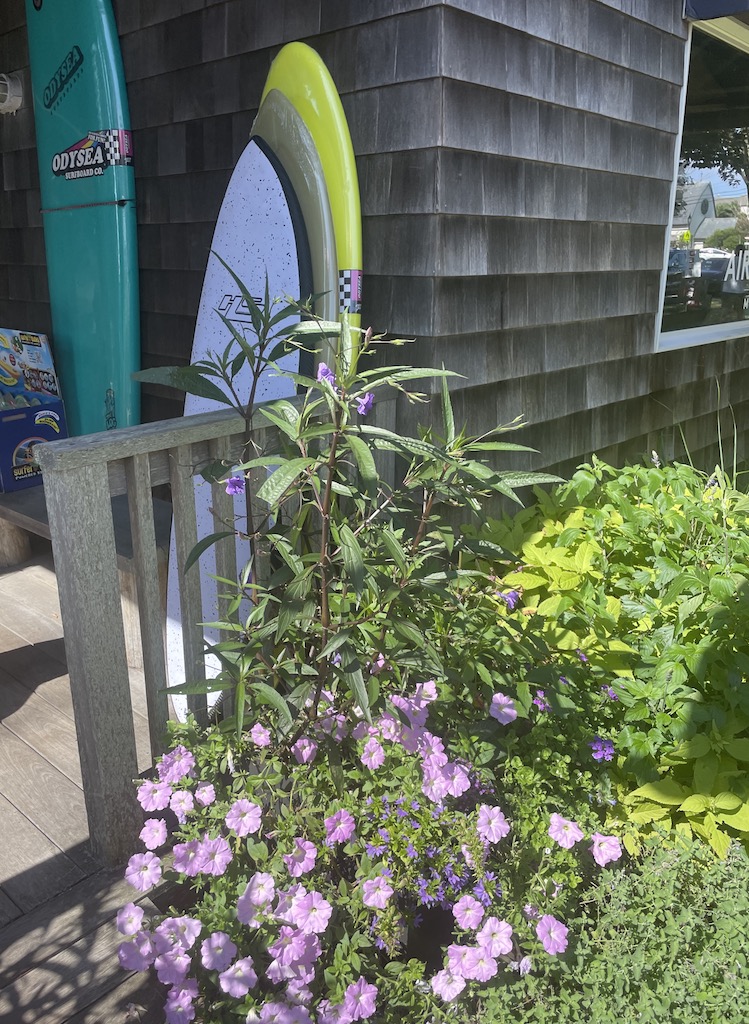 Shingled building with surf boards propped on front patio with purple flowers. Shopping Montauk, New York, The Hamptons.