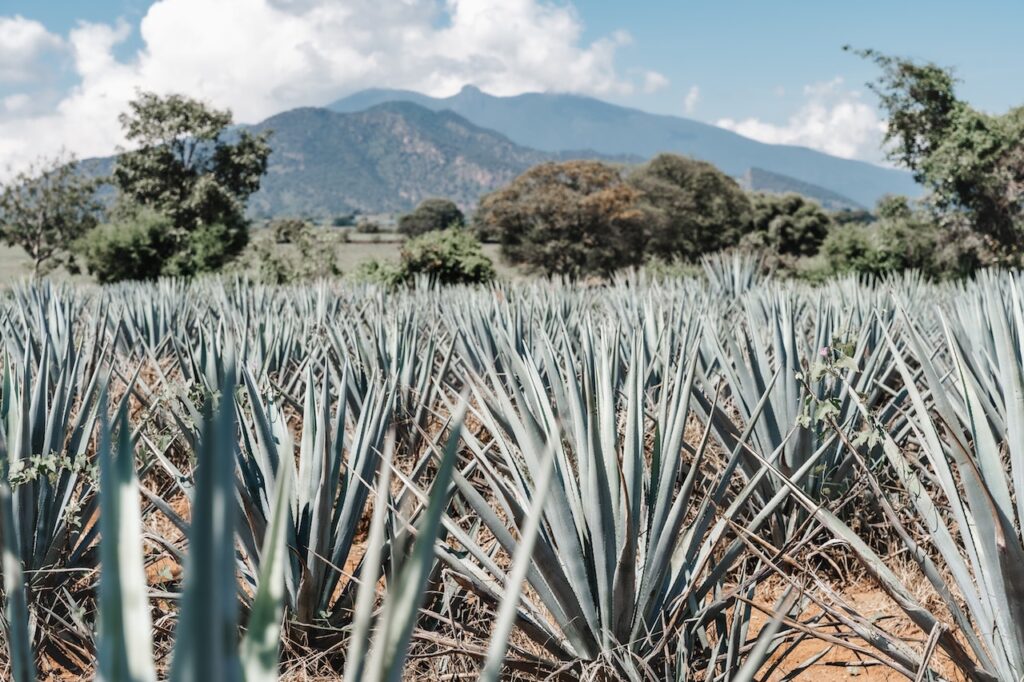 agave field tequila jalisco mexico