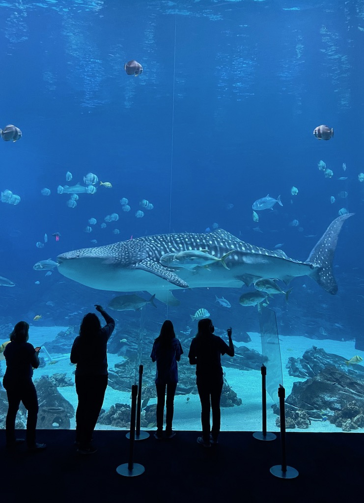 Silhouettes of 4 people looking at huge whale shark swim by among smaller fish in aquarium. Georgia Aquarium, Atlanta, Georgia.