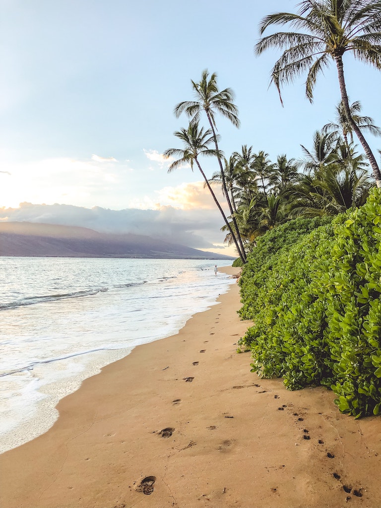 maui hawaii bech palm trees ocean