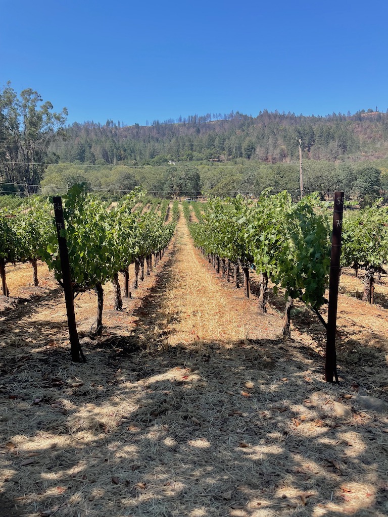 napa valley vineyard california