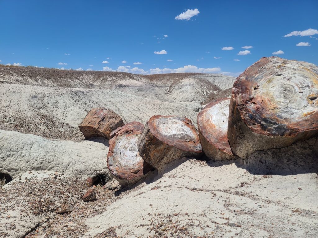 petrified forest national park arizona petrified wood desert