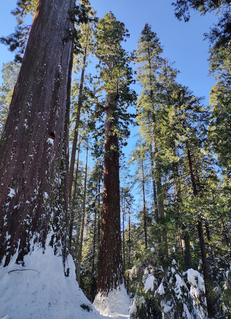 sequoia national park sequoia trees snow winter california