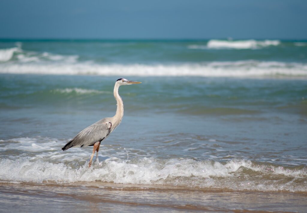south padre island texas