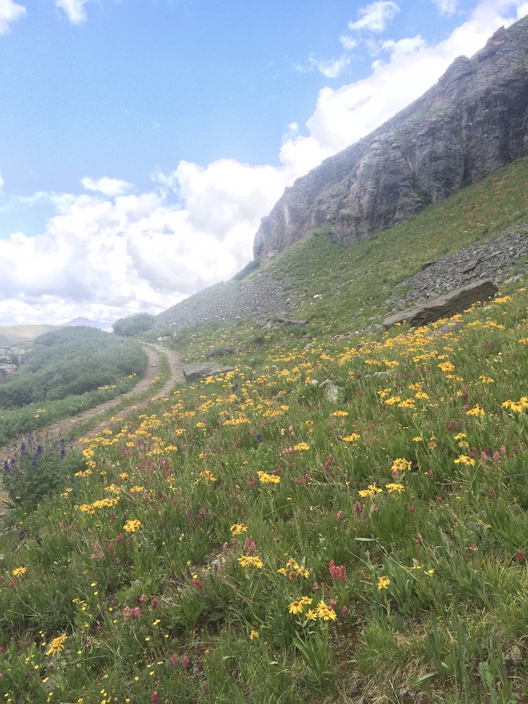 trail covered in wildflowers san juan mountains colorado telluride blue lakes hike