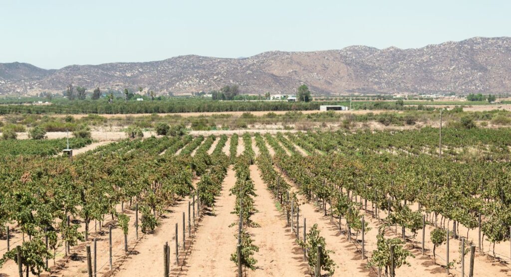 Green vineyard in desert climate with mountains in background on hazy day. Valle de Guadalupe, Mexico wine region.