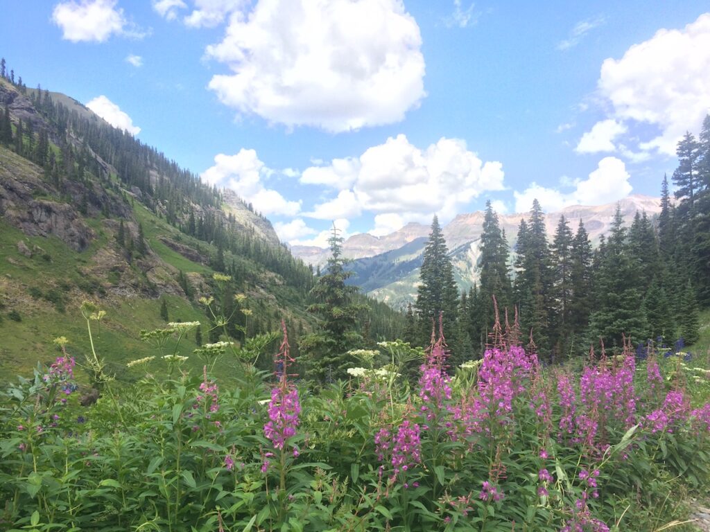 Purple wildflowers in foreground with incredible mountain views and pine trees in background on sunny summer day. Blue Lakes Trail, San Juan Mountains, Telluride, Colorado.