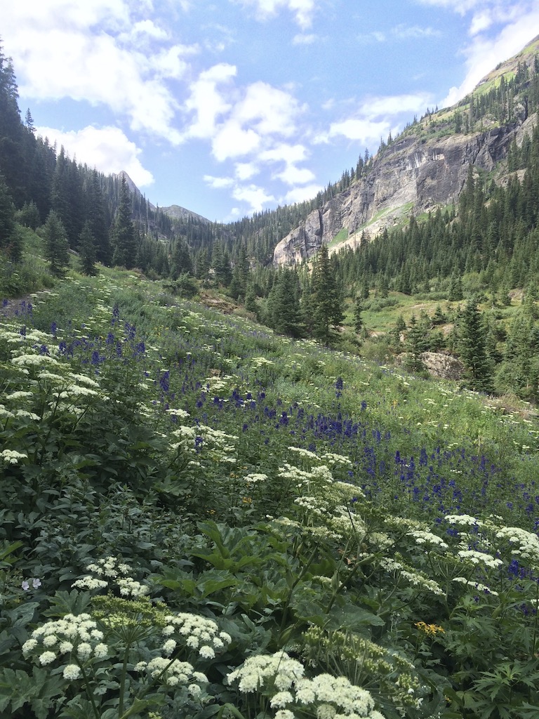 Purple and white wildflowers in field with mountain views in background on sunny summer day. Blue Lakes Trail, San Juan Mountains, Telluride, Colorado.