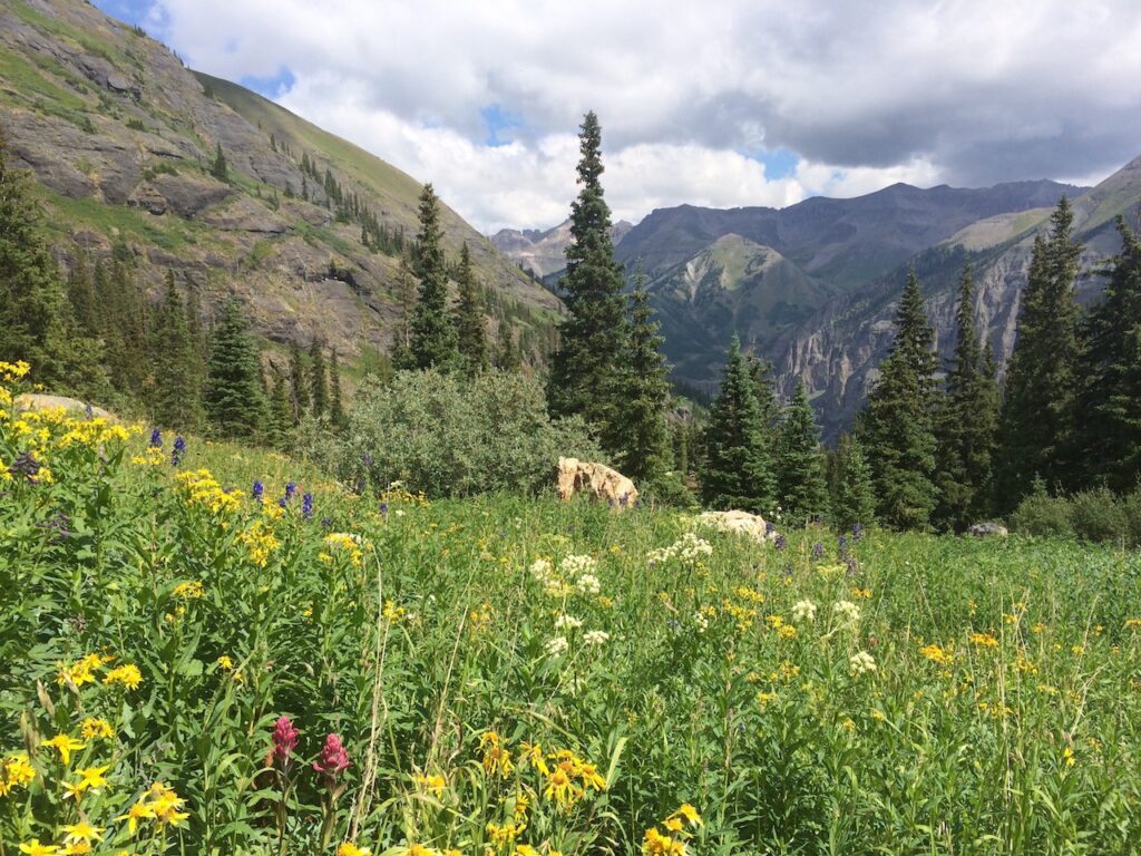 Field of colorful wildflowers with mountain views in background on sunny summer day. Blue Lakes Trail, San Juan Mountains, Telluride, Colorado.