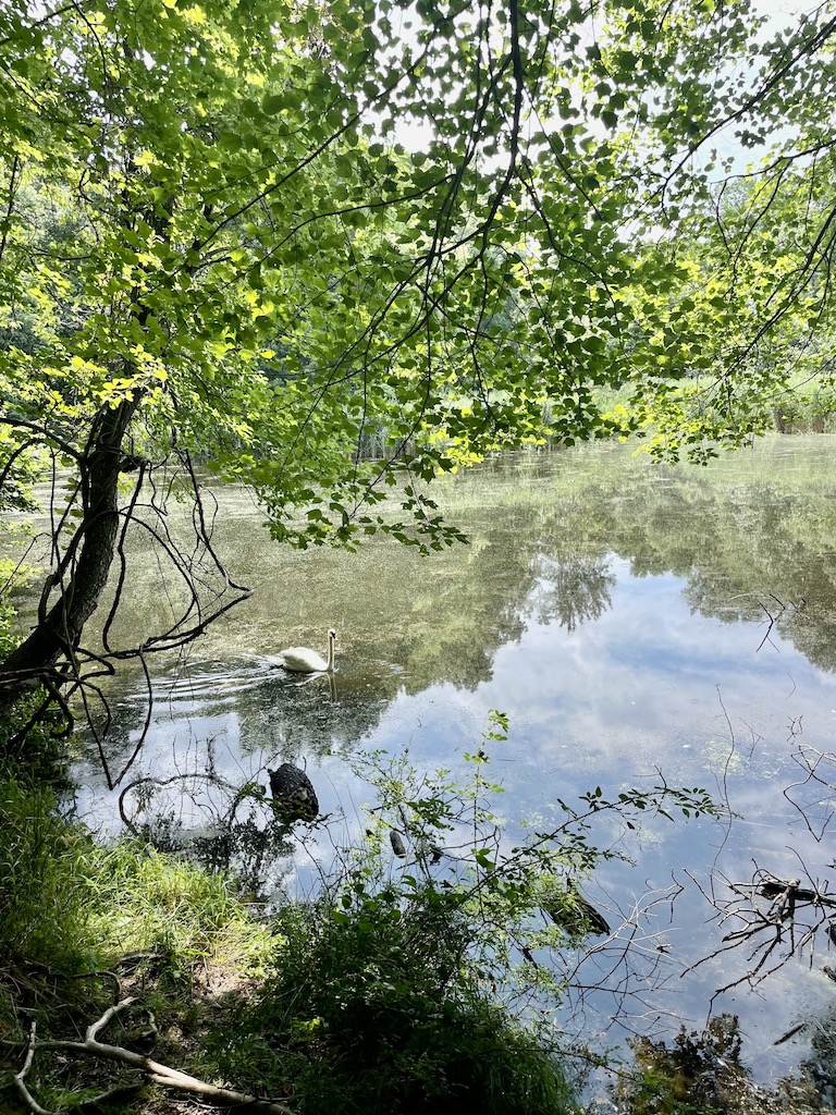 Swan swimming through flat pond with sun and green trees reflecting on water. Elizabeth A. Morton National Wildlife Refuge, Sag Harbor, New York, The Hamptons.