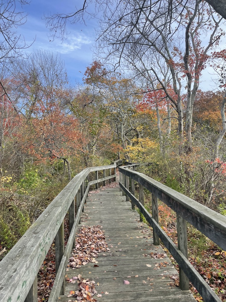 hiking trail boardwalk Trout Pond Loop sag harbor new york the hamptons