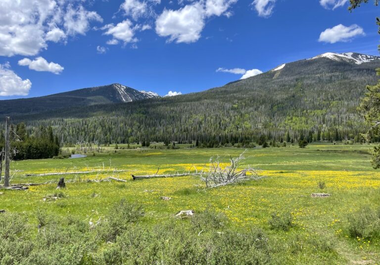 Large open meadow filled with yellow wildflowers, with river in distance and large mountain peak in background on sunny summer day. Kawuneeche Valley, Trail Ridge Road, Rocky Mountain National Park, West Side, Colorado.