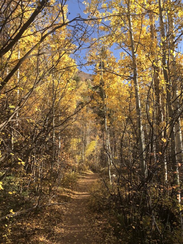 Hiking trail through thick aspen groves with bright yellow colors on sunny fall day. Hunter Creek Trail, Aspen, Colorado.