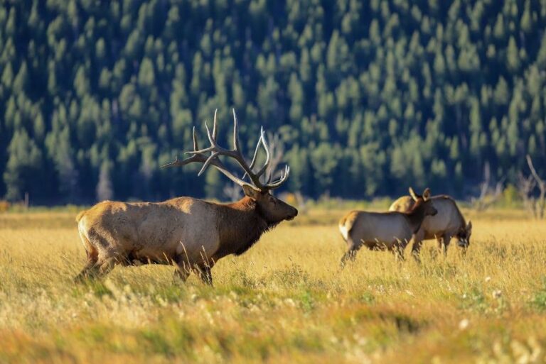 Elk with large antler rack in meadow with green, pine tree-covered mountain in background with other female elk in background. Elk in Rocky Mountain National Park, near Estes Park and Grand Lake, Colorado.