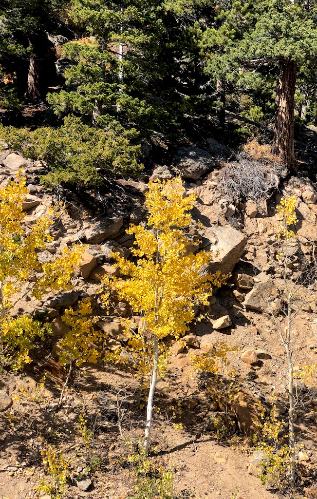 golden yellow aspen tree rocky mountain national park near estes park colorado