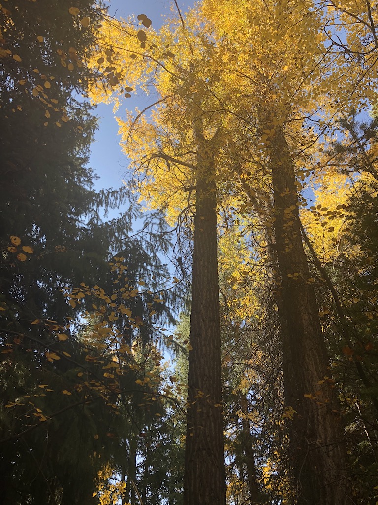 golden yellow aspen trees fall in Aspen Colorado