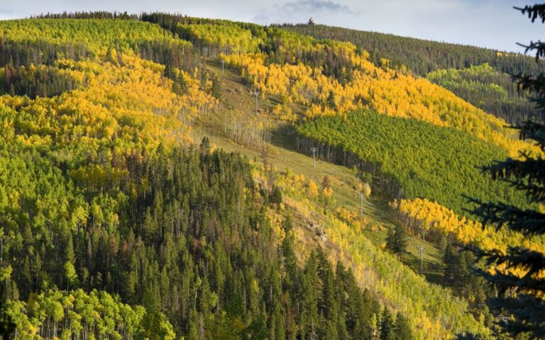 Yellow fall colors mixed with green trees on ski resort mountain on sunny fall day. Vail Ski Resort in fall, Vail, Colorado.