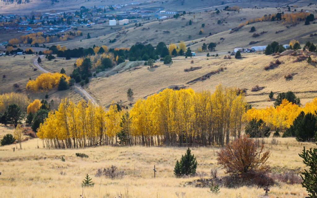 Cluster of golden yellow aspen trees on hill overlooking small mountain town of Cripple Creek. Cripple Creek in fall, Colorado.