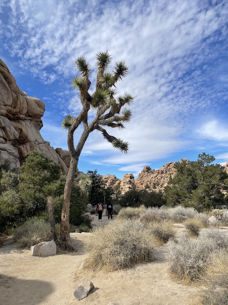 Huge joshua tree towering over two hikers in Joshua Tree National Park surrounded by large boulders and desert landscape with blue skies on warm winter day. Joshua Tree National Park, California.