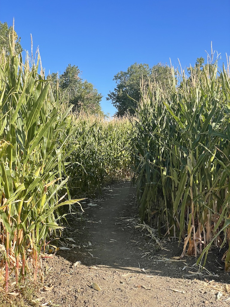 corn maze entrance pumpkin patch